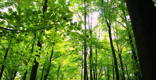 Wald im Sonnenlicht