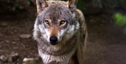Wolf von vorne