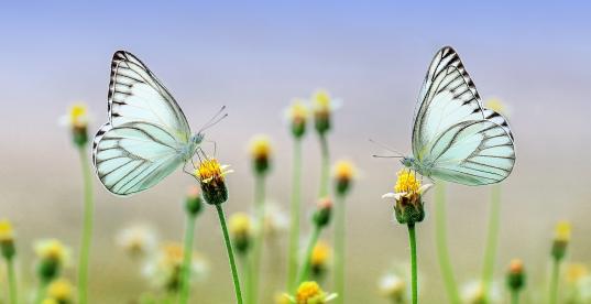 Schmetterling Insekt