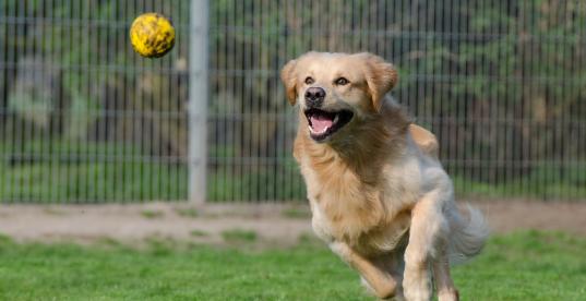 Golden Retriever