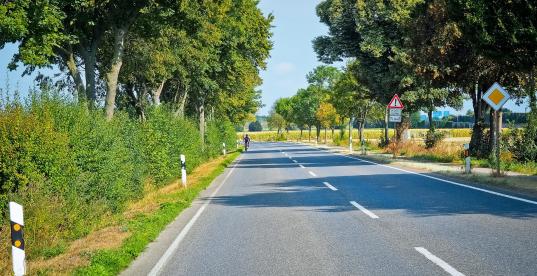 Straßenbäume Umweltschutz